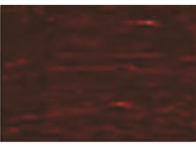 GAMBLIN CONSERVATION COLORS 1/2PAN INDIAN RED OP=OP 1