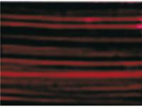 GAMBLIN CONSERVATION COLORS 1/2PAN ALIZARIN CRIMSON PERMANENT OP=OP