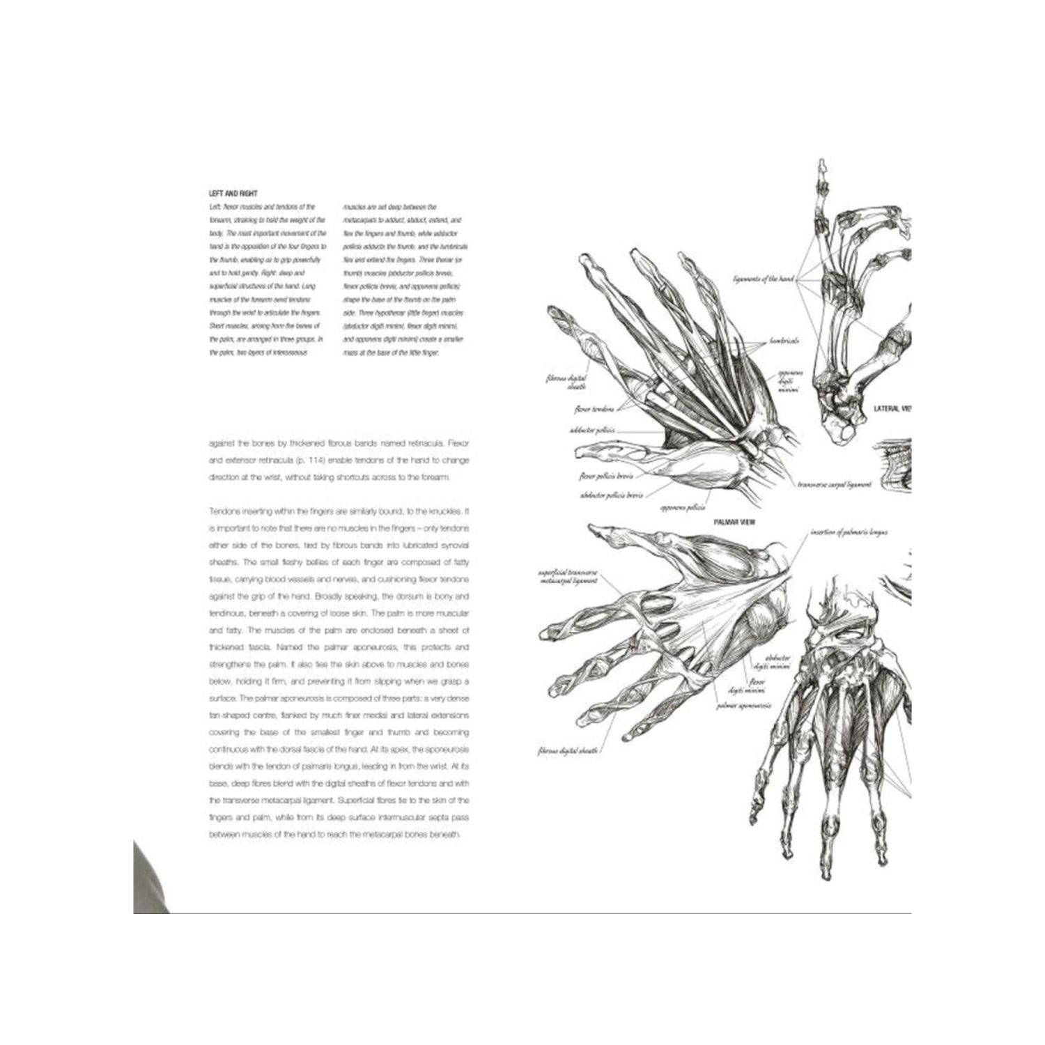 ANATOMY FOR THE ARTIST - SARAH SIMBLET (ENGLISCH) 2