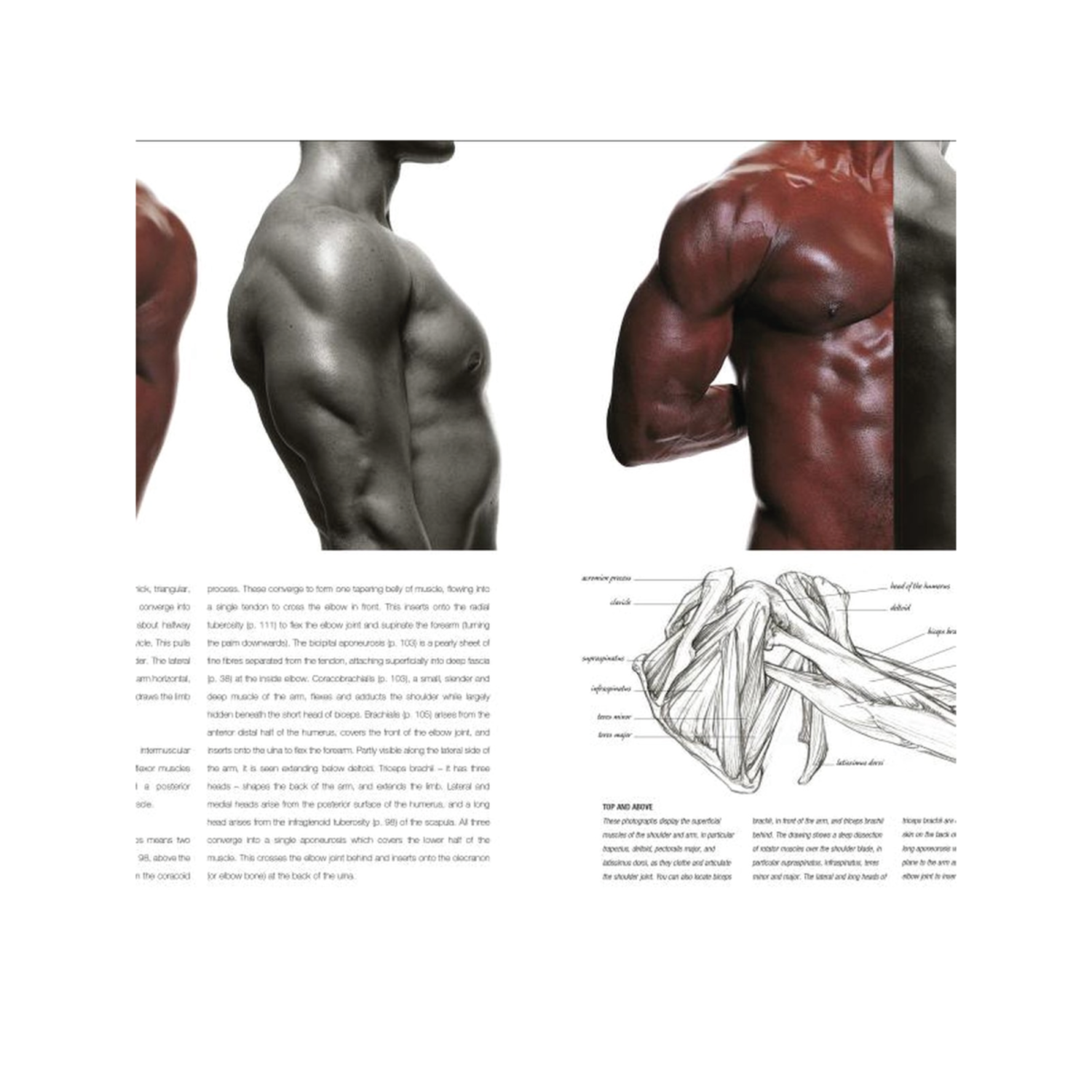 ANATOMY FOR THE ARTIST - SARAH SIMBLET (ENGLISCH) 4